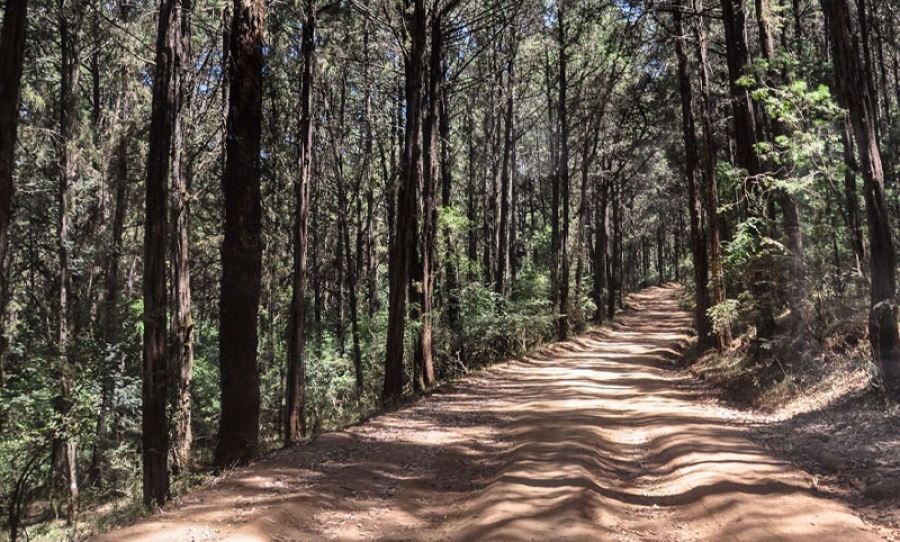 Menegasha Suba forest